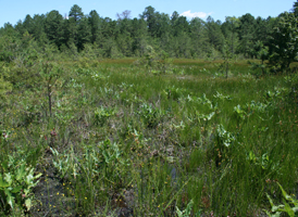 Cranberry Bogs